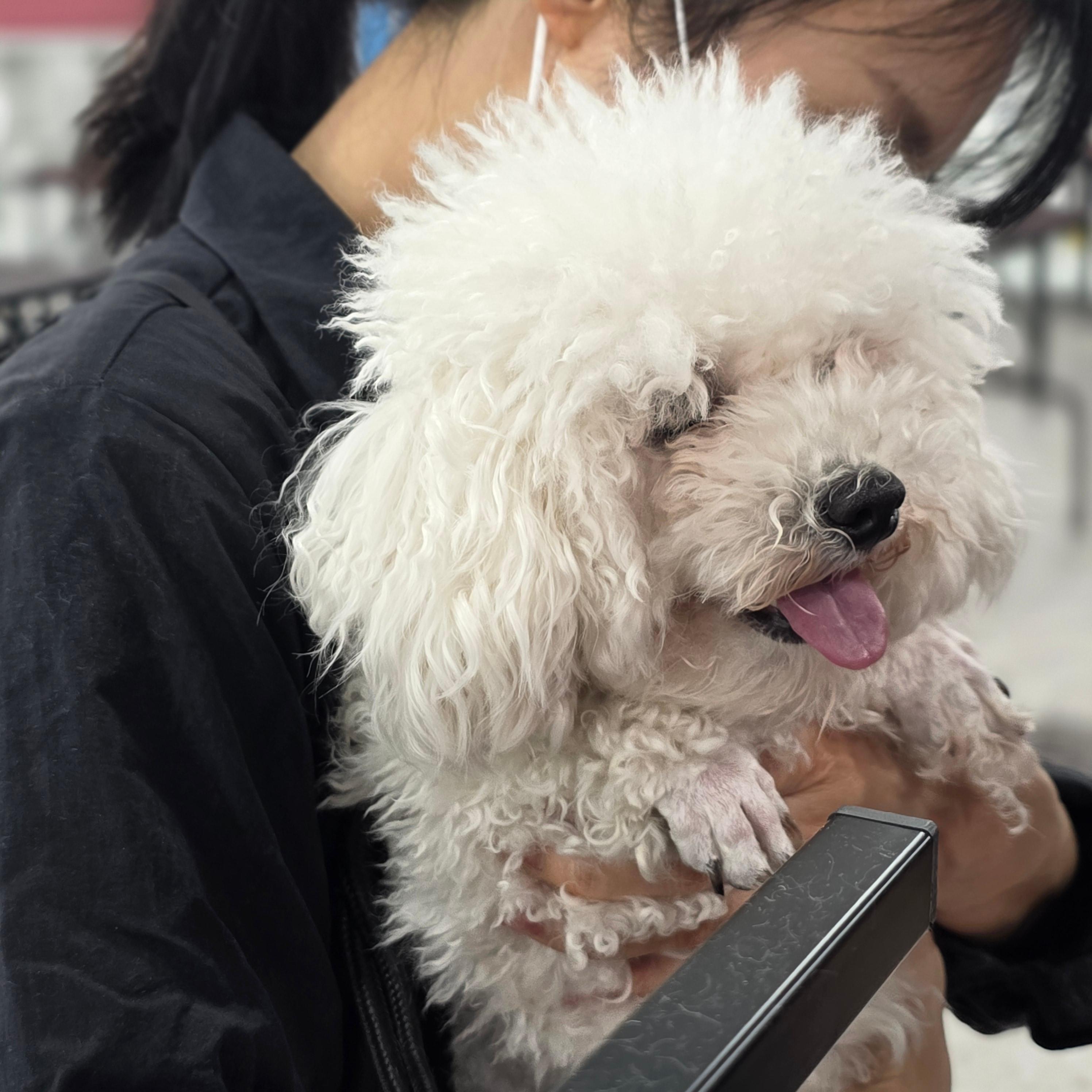 평택애견미용학원