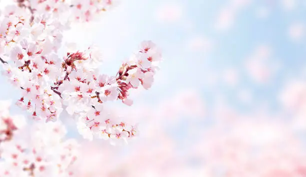 진해군항제-벚꽃-축제-진해-벚꽃-구경