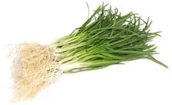 삼채 재배 모종 활착 통풍 확보 잎 수확 반복_5