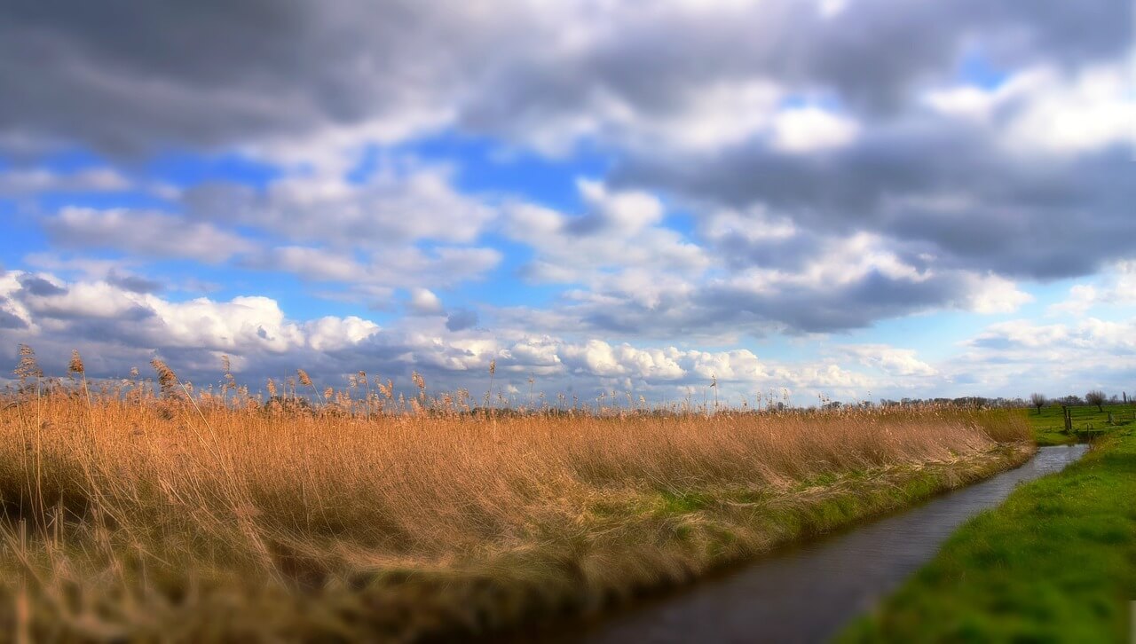 순천만 갈대축제