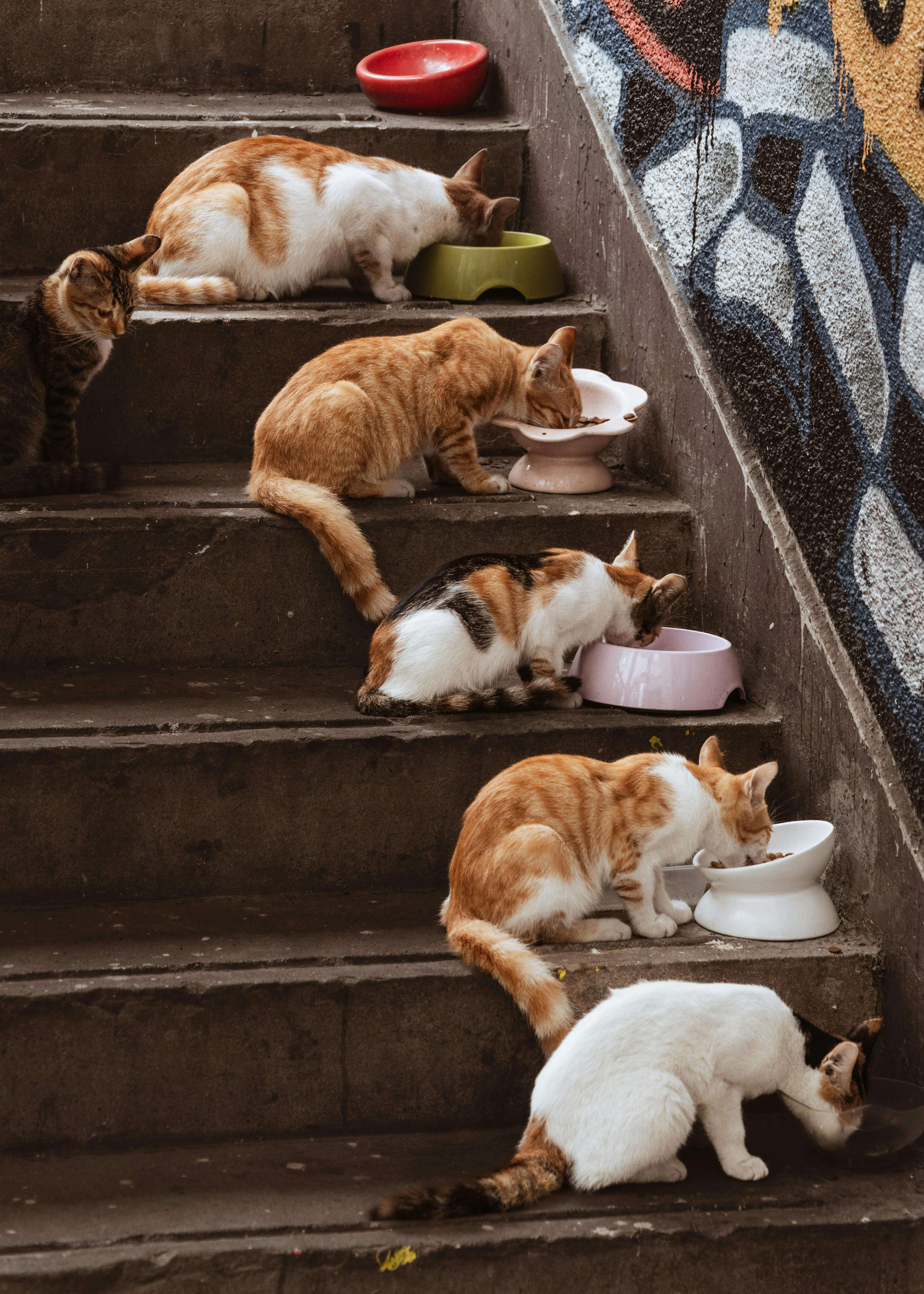 한국 펫푸드 시장 재편 시작|2026 점유율·브랜드별 성장률 분석