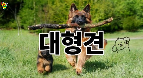 큰강아지