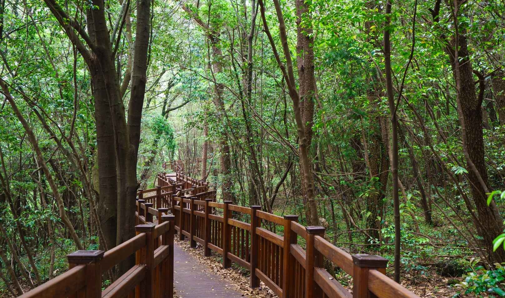 돈내코유원지 산책로