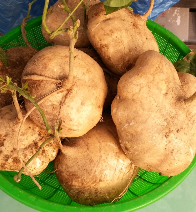 히카마 보관방법