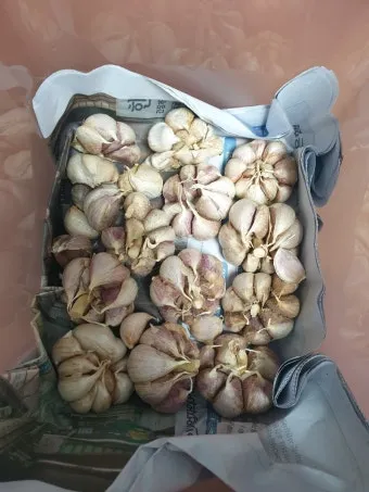 통마늘 지퍼백 보관 효과 오래 보관하는 방법_7