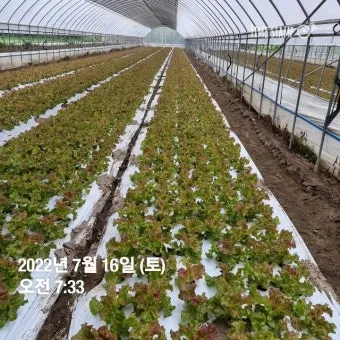 여름상추 재배 방법과 요령, 기간, 온도, 여름상추 종류, 파종 방법, 파종시기_50