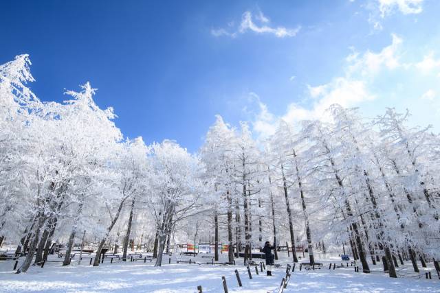 겨울 눈꽃여행 추천 영월 만항재1