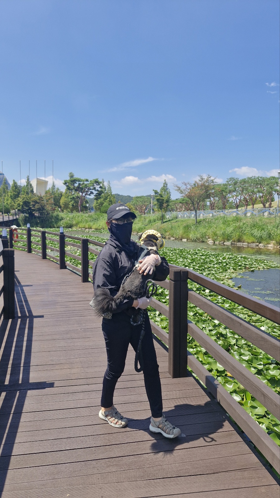 요즘 떠는 견종 질병 위험도 비교(푸들,말티즈,시바)