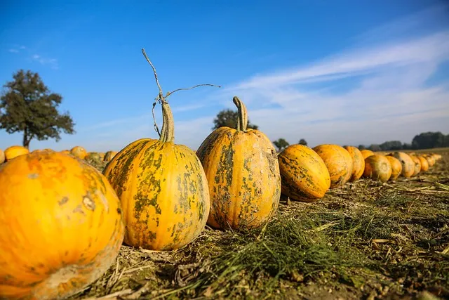 6월에 심는 밭작물 채소_8