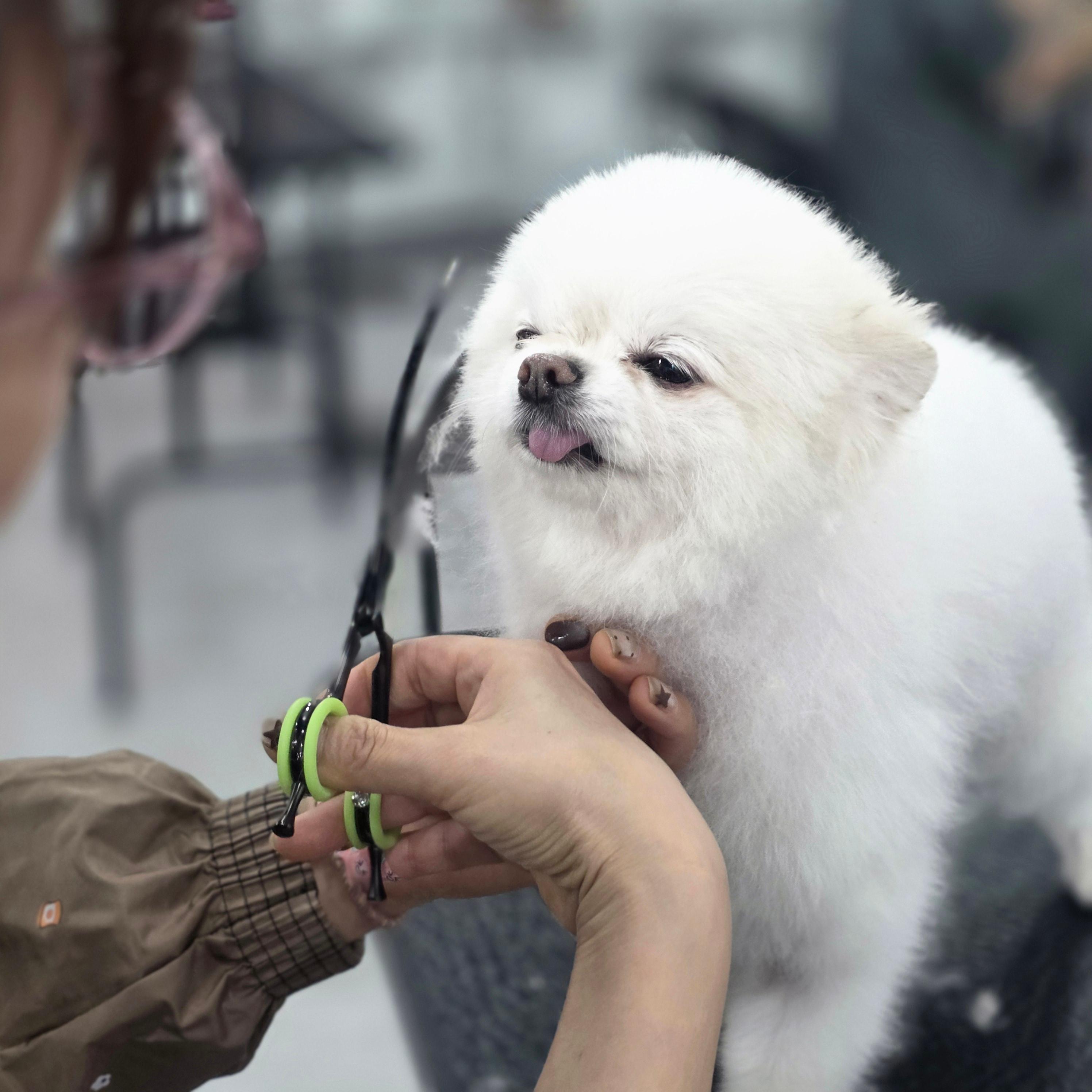 광명애견미용학원