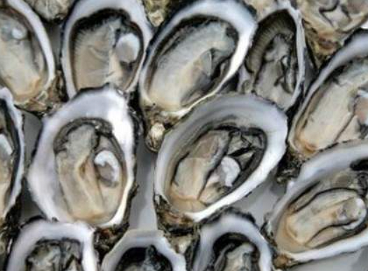 인어교주해적단