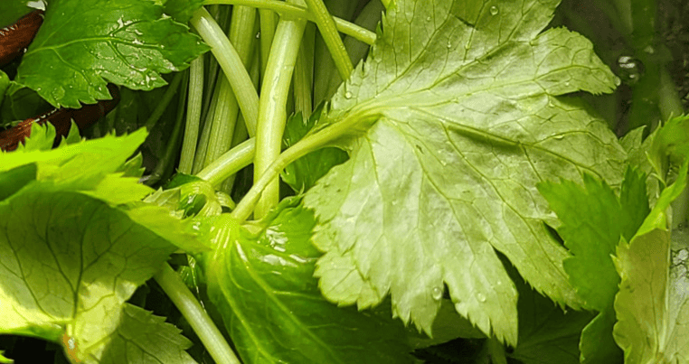 참나물을 물에 깨끗하게 씻은 모습