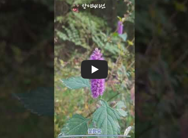 꽃향유, 꽃말, 여름꽃, 가을꽃, 야생화, 들꽃, 한국야생화