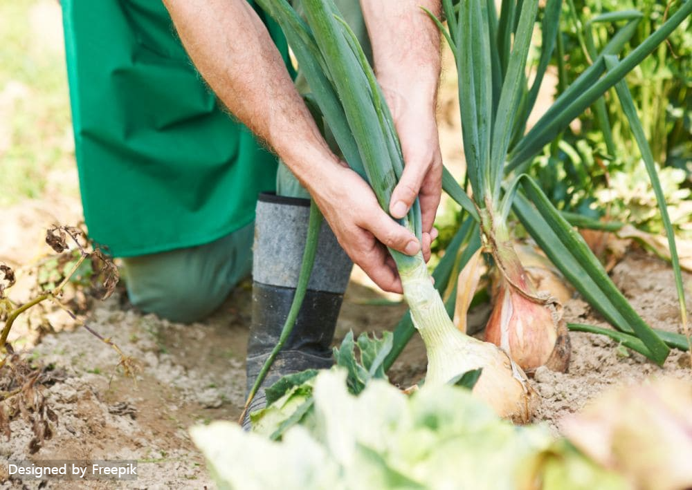 양파 심는 시기