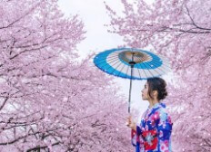 일본-벚꽃-개화시기-8