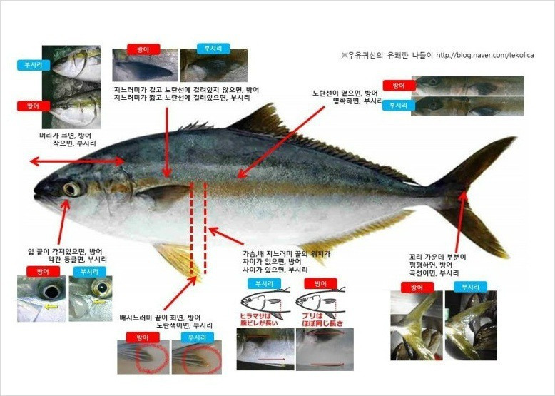 부시리 방어 구별법