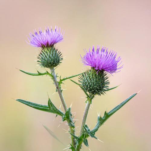 국화과 식물로 유럽과 지중해 지역이 원산지