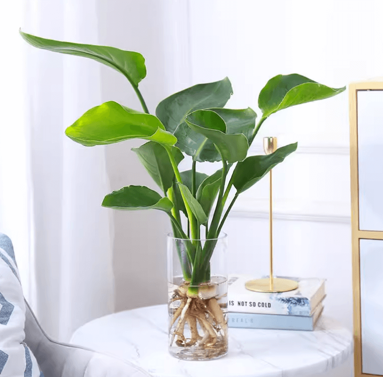 극락조 여인초 키우기 꽃말 물주기