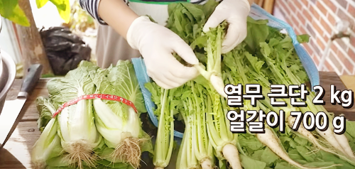열무 얼갈이