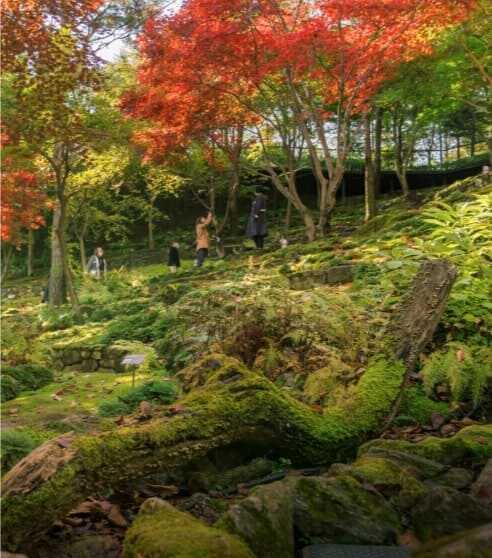 2025 화담숲 봄 수선화 축제