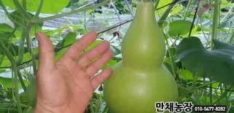 박 재배 직파 심기 순 따기 말림 보관_29