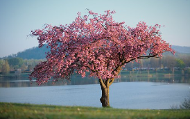 봄화장여성패션벚꽃놀이벚꽃명소