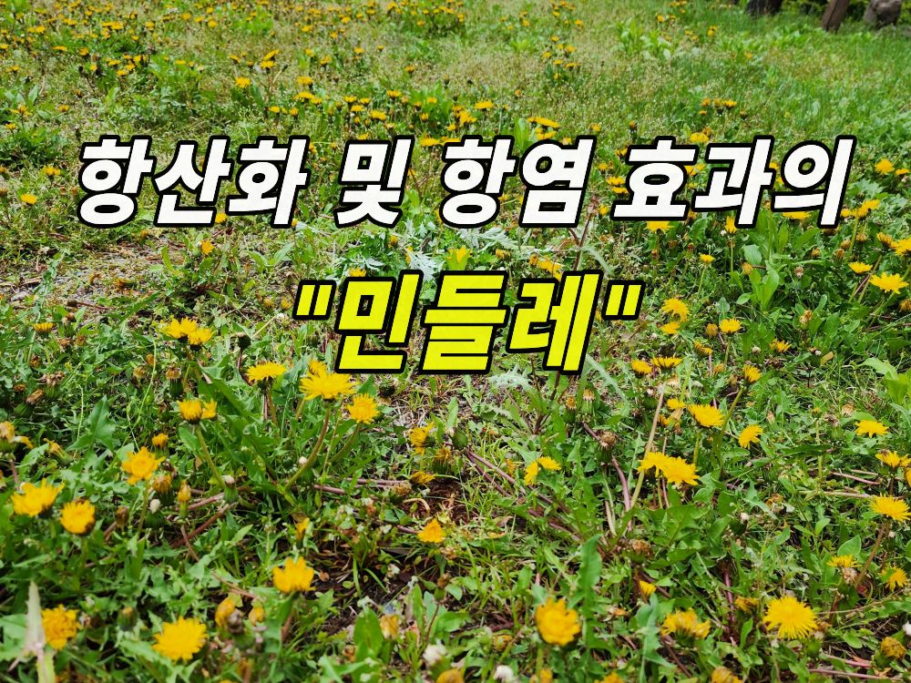 민들레 군락지