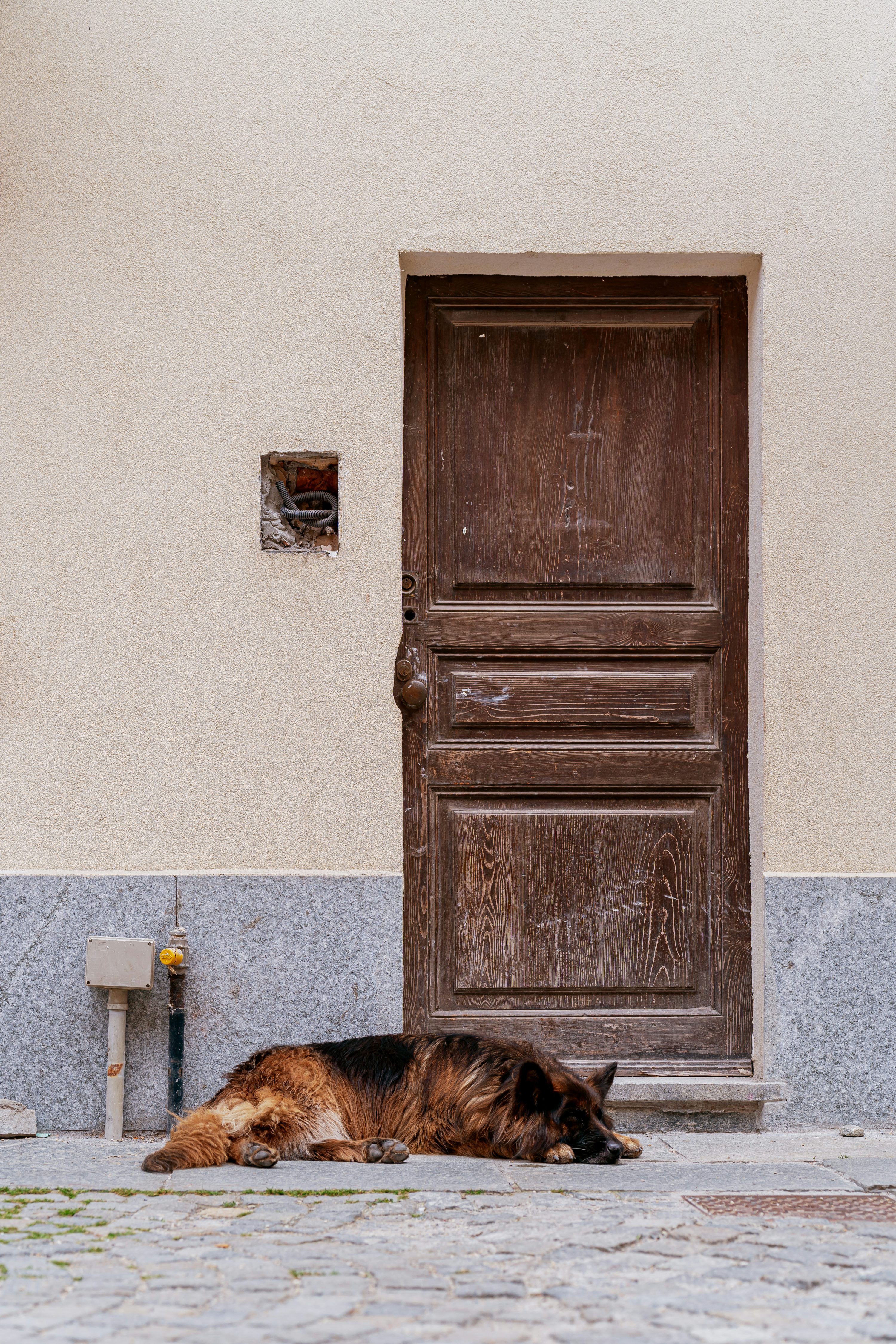 보호자가 외출할 때 강아지가 느끼는 감정, &lsquo;이별과 기다림의 교차점&rsquo;