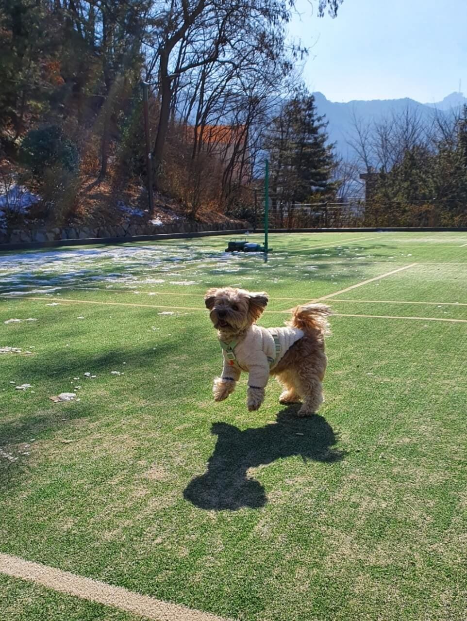 공놀이하는 강아지1