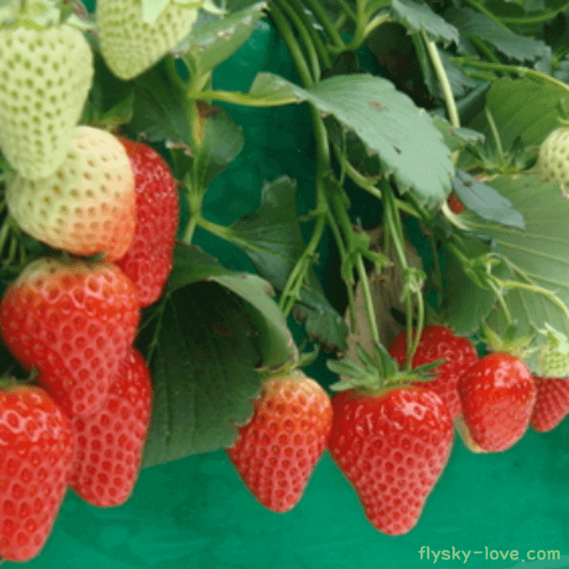 설향 딸기 효능