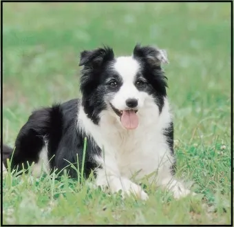 보더콜리분양가 2024년 가격 정보와 분양 팁_3