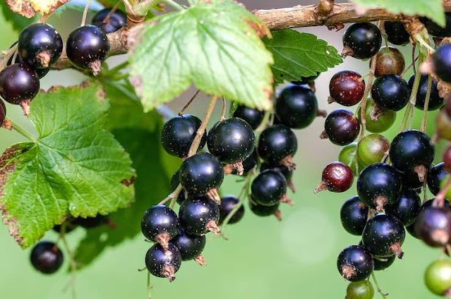 블랙커런트(Black Currant)의 모습