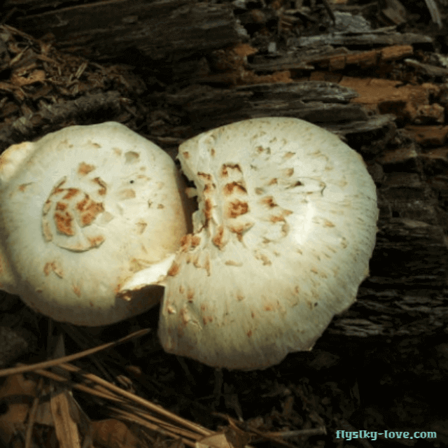 항균작용이 뛰어난 잣버섯