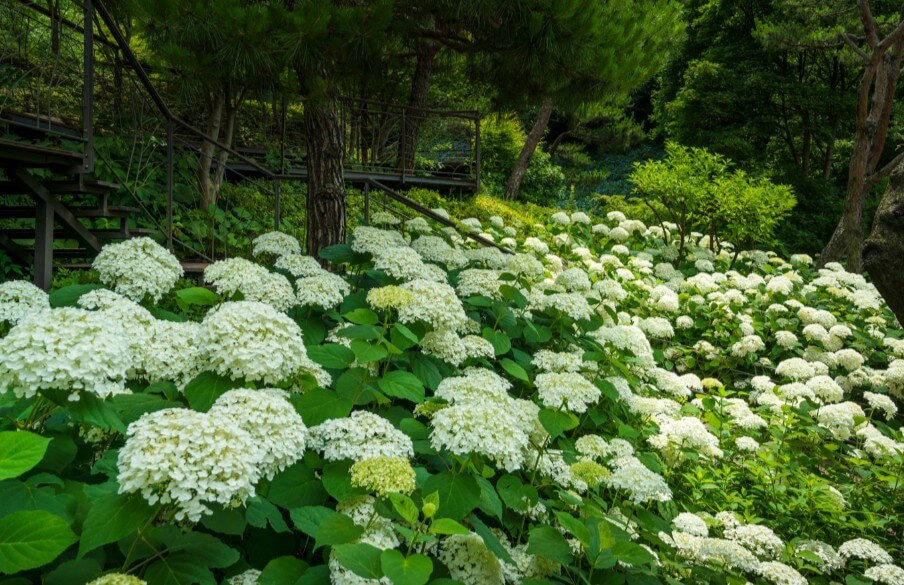 화담숲-하얀수국들