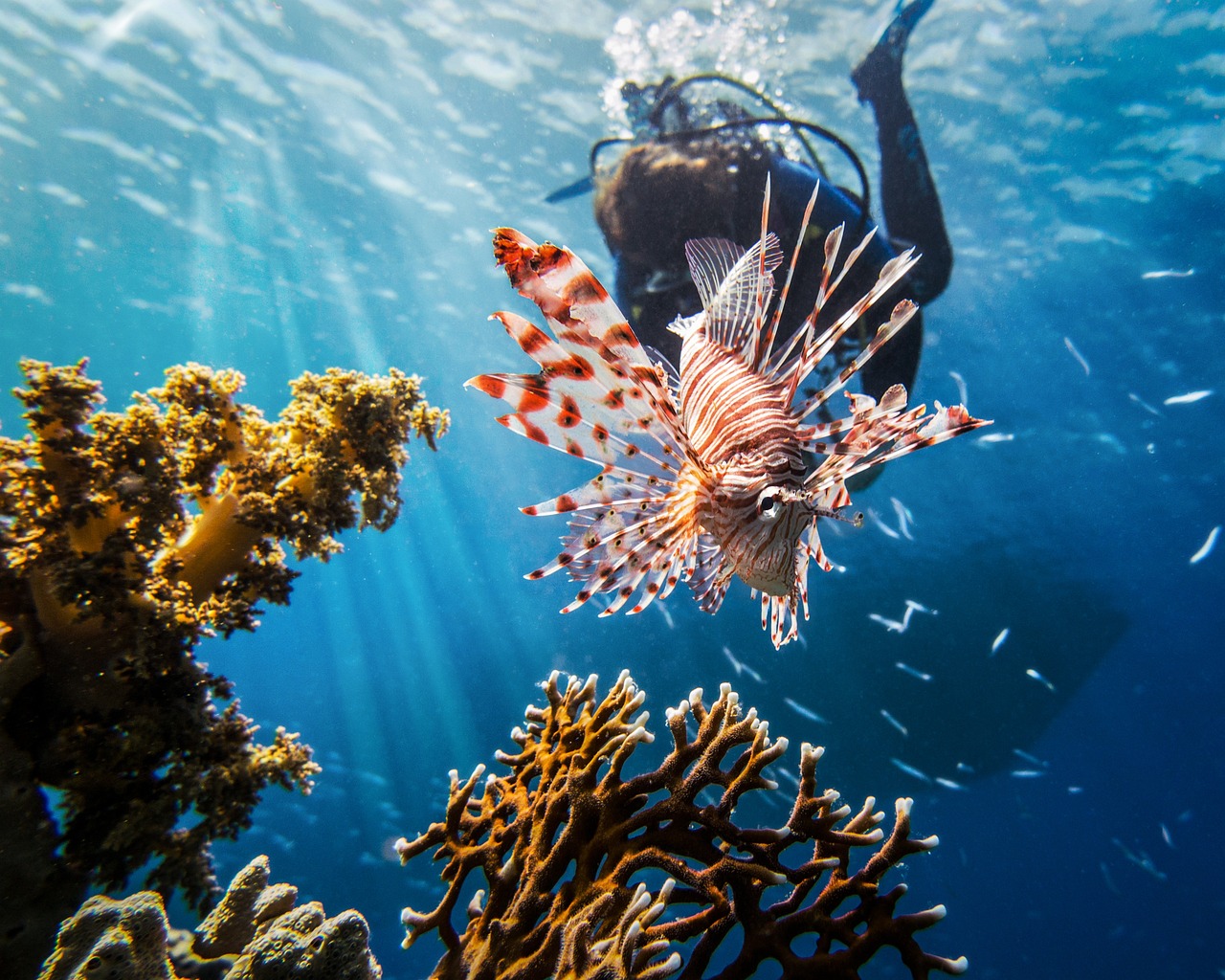 scuba diving