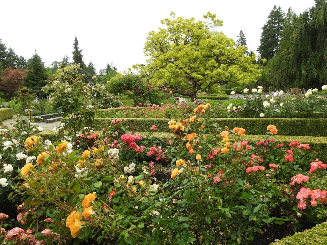 Rose Garden