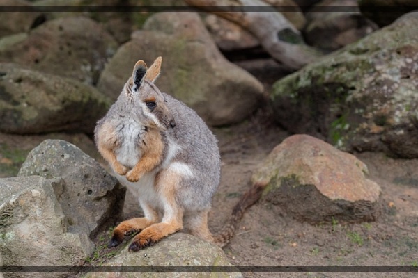 지구가 아파요. 11 호주 사막의 작은 유목민, 황발바위왈라비 위기