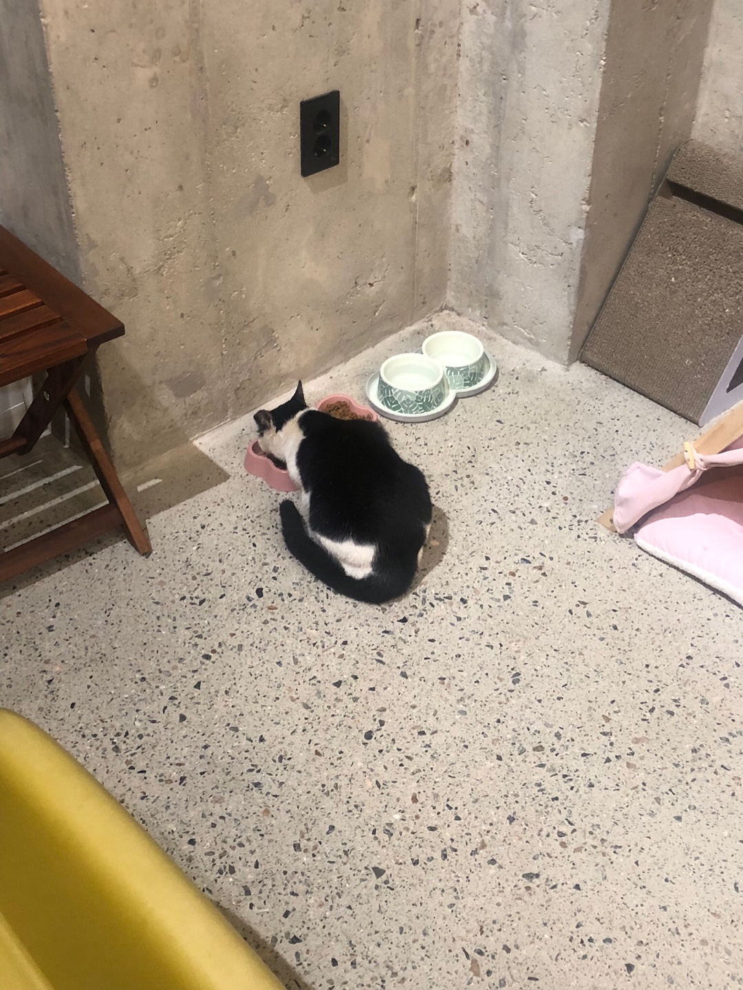 밥 먹으려고 들어온 고양이