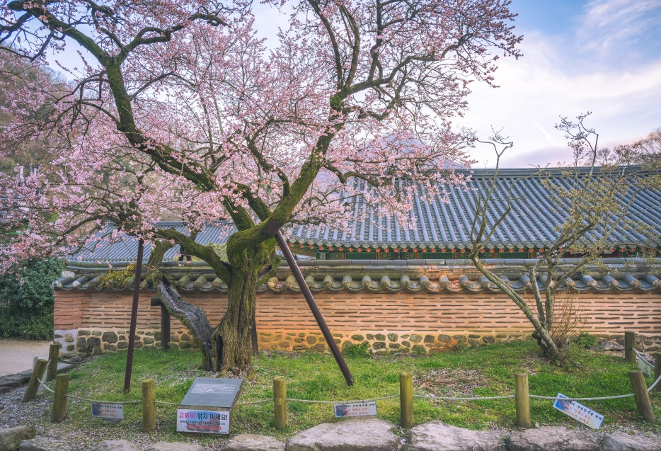 장성 백양사 고불매
