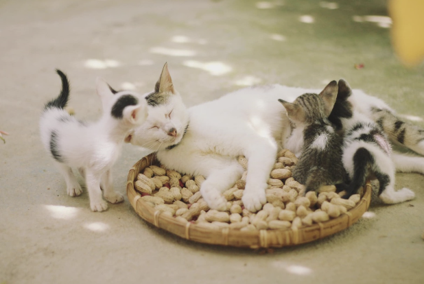 고양이 사료와 간식 추천 및 비교 리뷰