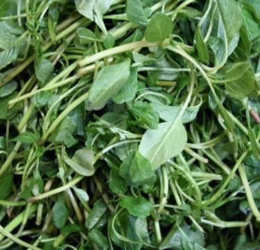 비름나물의 효능 부작용 고르는법 먹는법