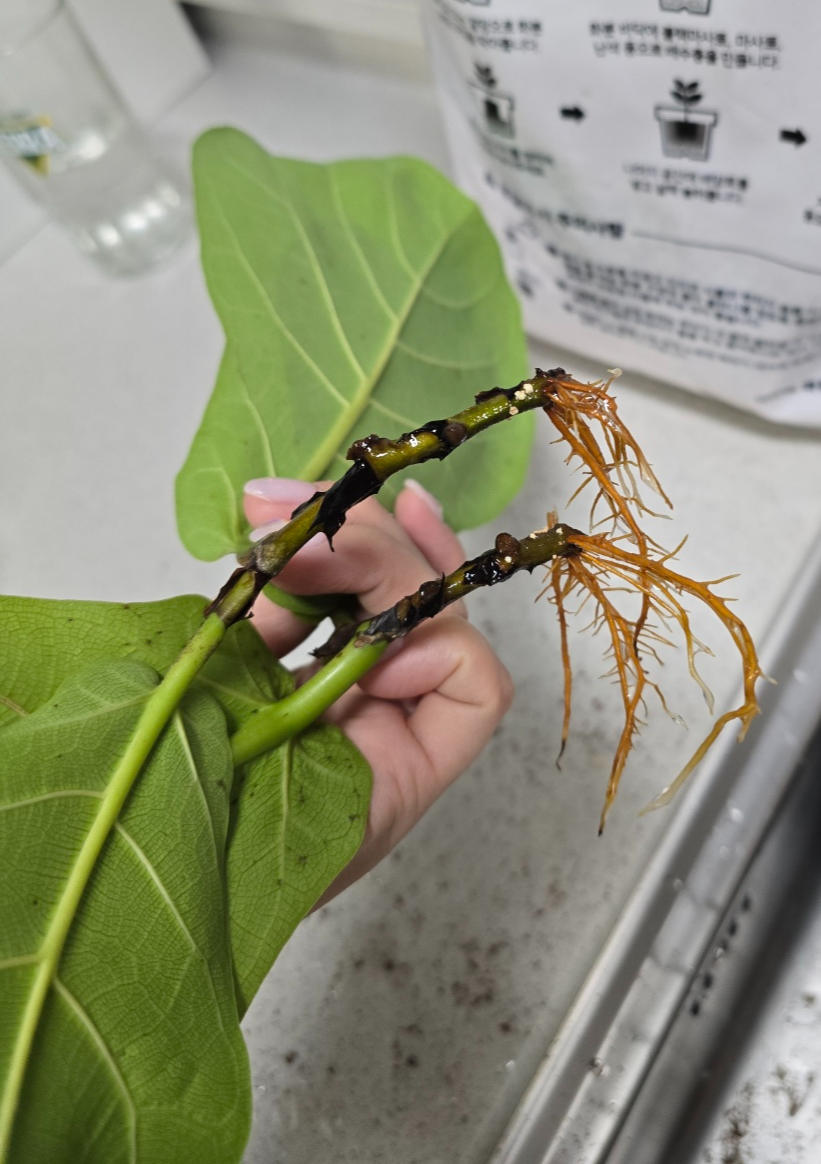 떡갈고무나무의뿌리