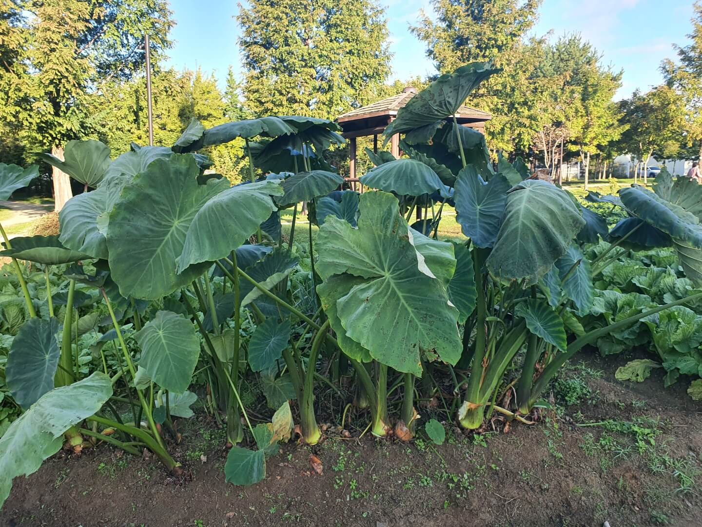 대화농업체험공원-토란