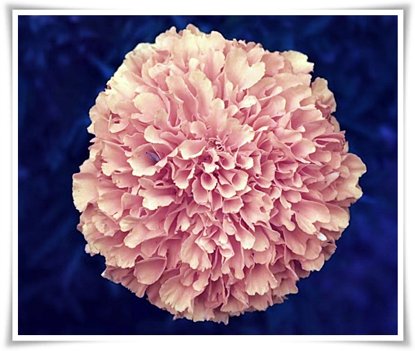 화초 "메리골드(금잔화)" 가을 정원에 황금빛 행복을 심어 보세요!