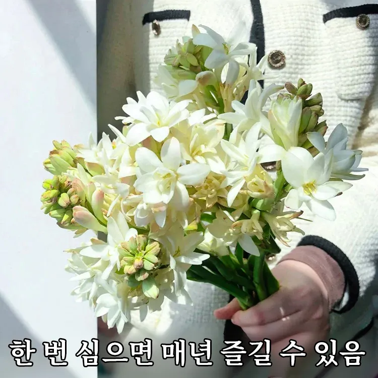튜베로즈 씨앗 꽃 피우기 계절별 관리법 병충해 예방_8