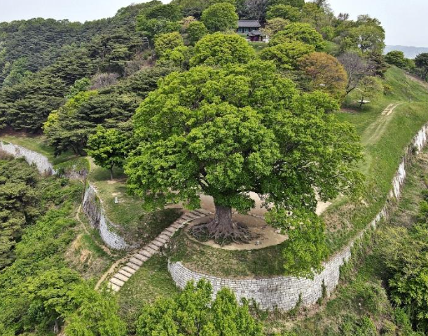 성흥산성 사랑나무