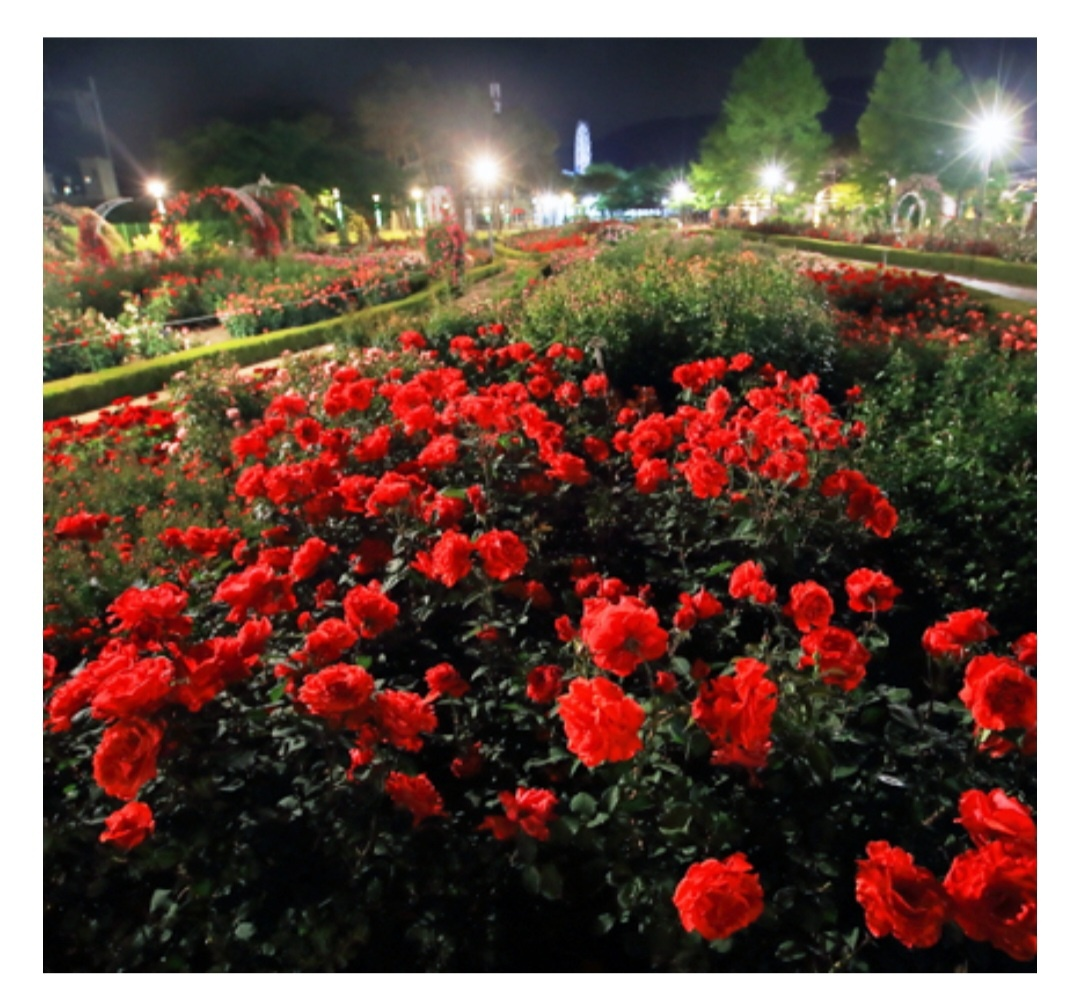 곡성세계장미축제/사진:곡성문화관광