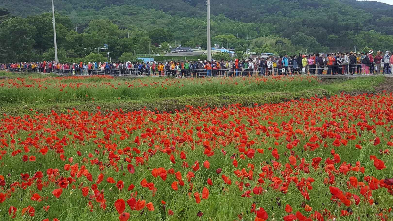 하동 북천 꽃양귀비 축제