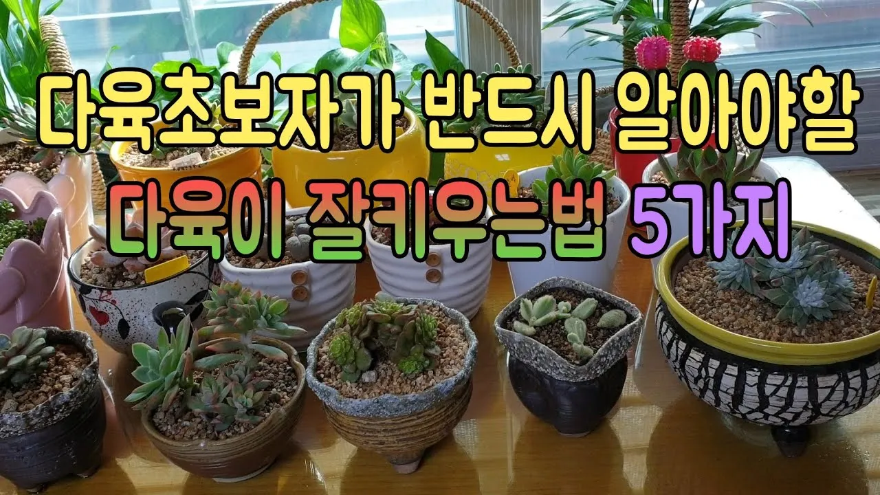 다육이 물주기 환기요령 일조량관리 여름과 겨울 관리법_1