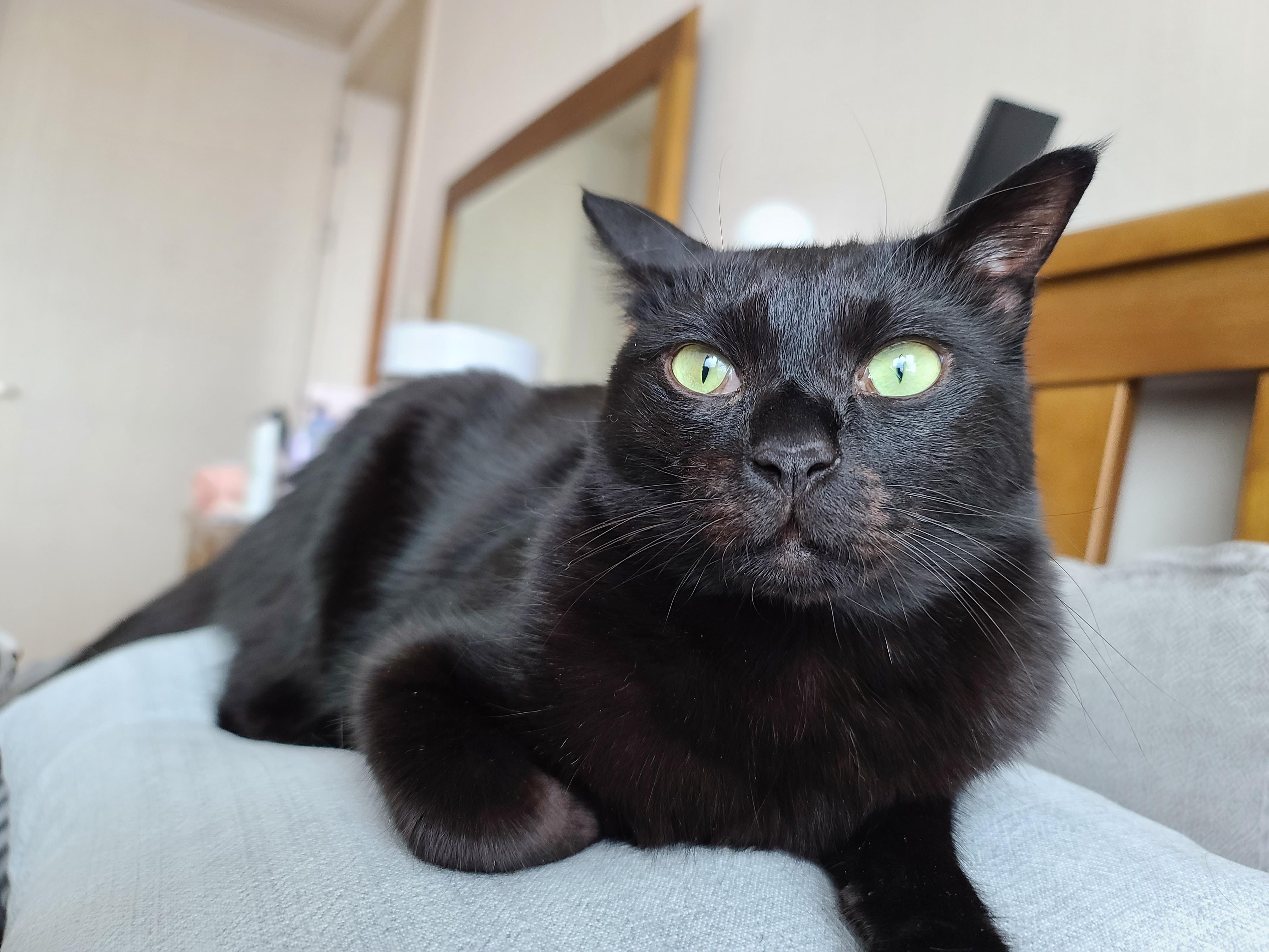 담요 끌어안고 자는 고양이 호야. 잠깨서 애교부리는 고양이. 실물깡패 고양이, 코인사하는 고양이들.